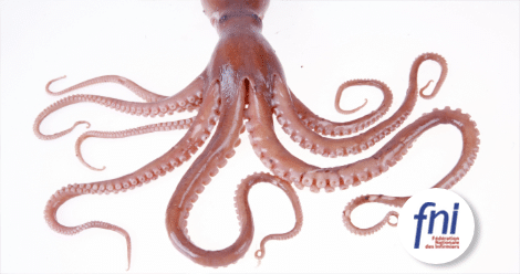 Pieuvre Hospitalière